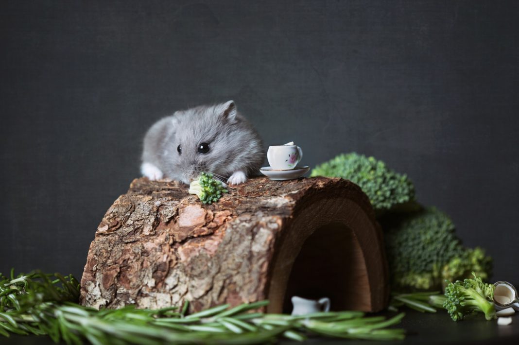 hamster hygger sig oven på sit hjem